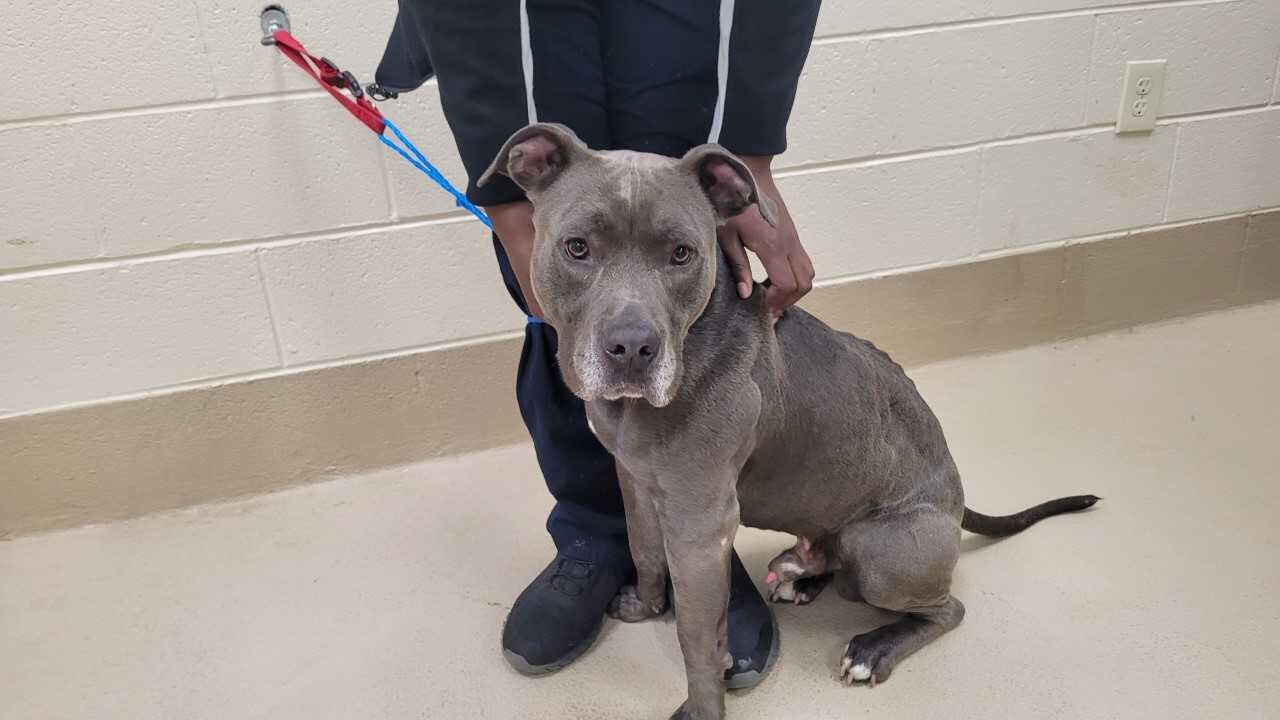 FREDDIE – ID#A017011